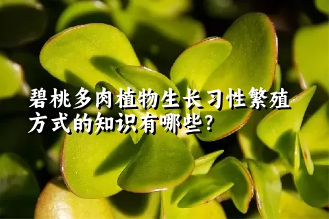 碧桃多肉植物生长习性繁殖方式的知识有哪些？