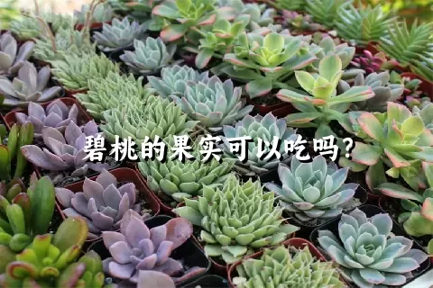 碧桃的果实可以吃吗？