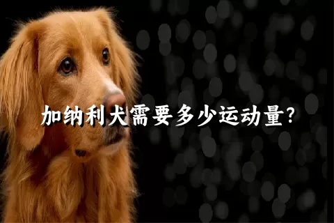 加纳利犬需要多少运动量？