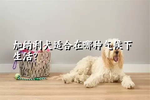 加纳利犬适合在哪种气候下生活？