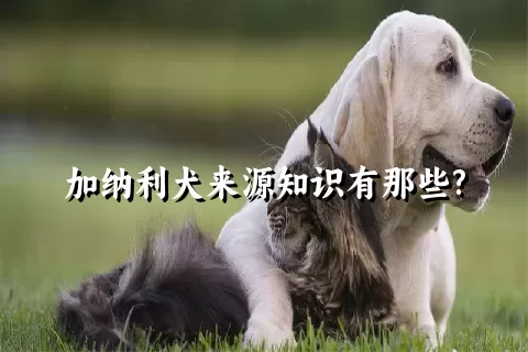 加纳利犬来源知识有那些?