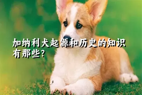 加纳利犬起源和历史的知识有那些？