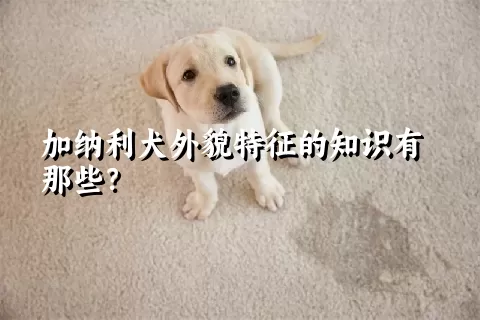 加纳利犬外貌特征的知识有那些？