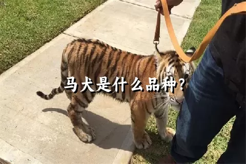 马犬是什么品种？