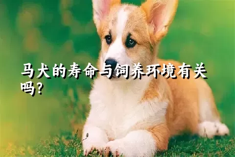 马犬的寿命与饲养环境有关吗？