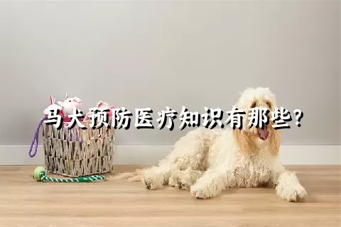 马犬预防医疗知识有那些？