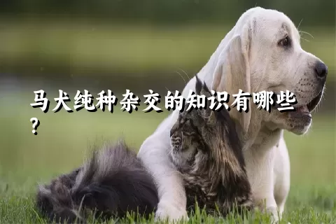 马犬纯种杂交的知识有哪些？ 