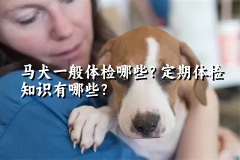 马犬一般体检哪些？定期体检知识有哪些？