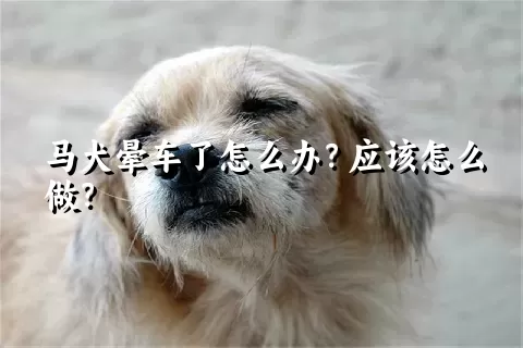 马犬晕车了怎么办？应该怎么做？