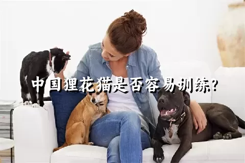 中国狸花猫是否容易训练？