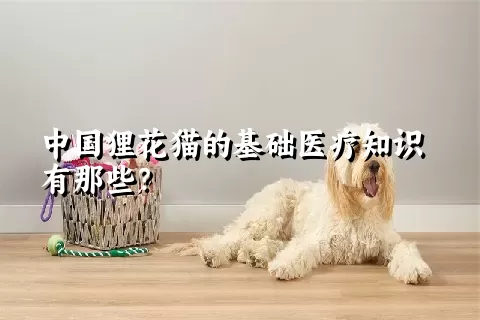 中国狸花猫的基础医疗知识有那些？