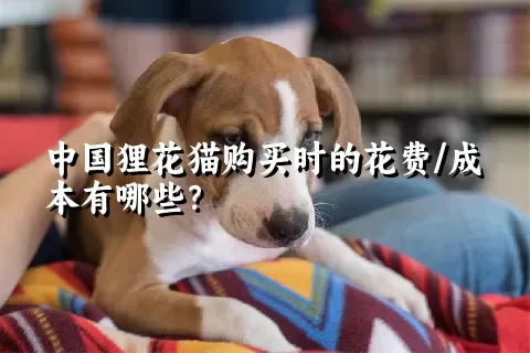 中国狸花猫购买时的花费/成本有哪些？