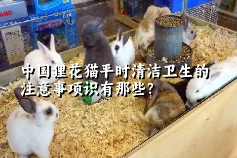 中国狸花猫平时清洁卫生的注意事项识有那些？ 