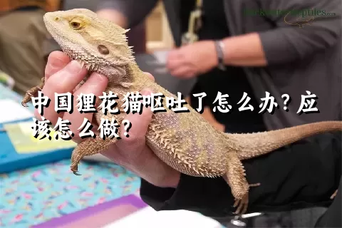 中国狸花猫呕吐了怎么办？应该怎么做？