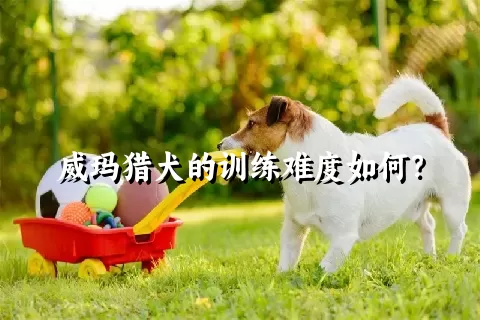 威玛猎犬的训练难度如何？