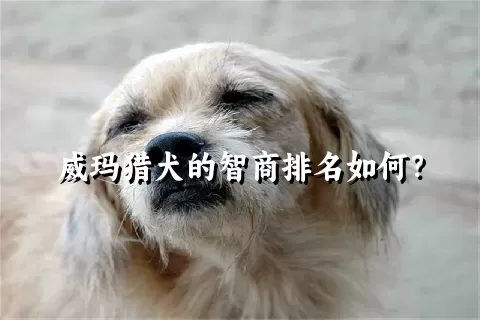 威玛猎犬的智商排名如何？