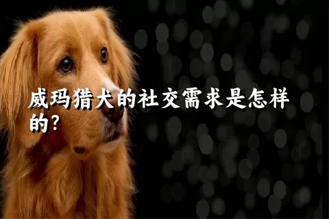 威玛猎犬的社交需求是怎样的？