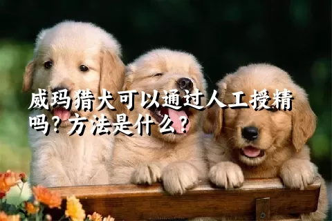 威玛猎犬可以通过人工授精吗？方法是什么？