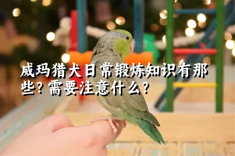 威玛猎犬日常锻炼知识有那些？需要注意什么？