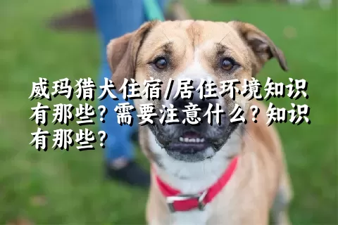 威玛猎犬住宿/居住环境知识有那些？需要注意什么？知识有那些？