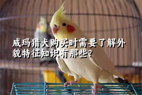 威玛猎犬购买时需要了解外貌特征知识有那些？  