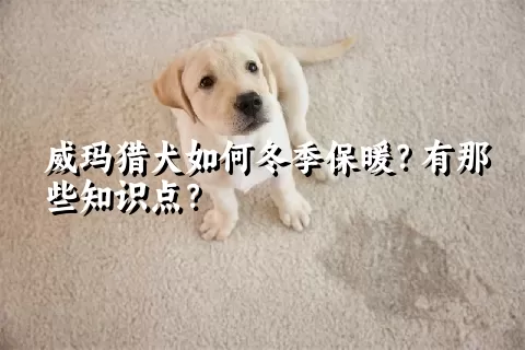 威玛猎犬如何冬季保暖？有那些知识点？