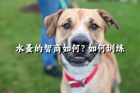 水蚤的智商如何？如何训练