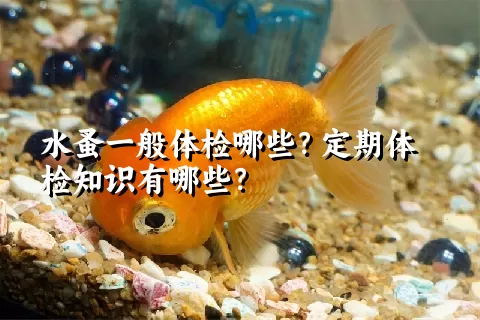 水蚤一般体检哪些？定期体检知识有哪些？