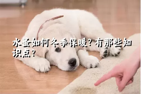 水蚤如何冬季保暖？有那些知识点？