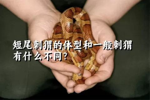 短尾刺猬的体型和一般刺猬有什么不同？