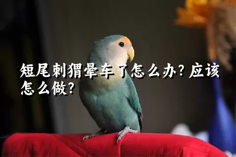 短尾刺猬晕车了怎么办？应该怎么做？