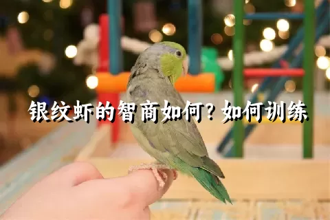 银纹虾的智商如何？如何训练