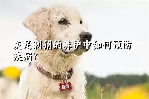 灰足刺猬的养护中如何预防疾病？