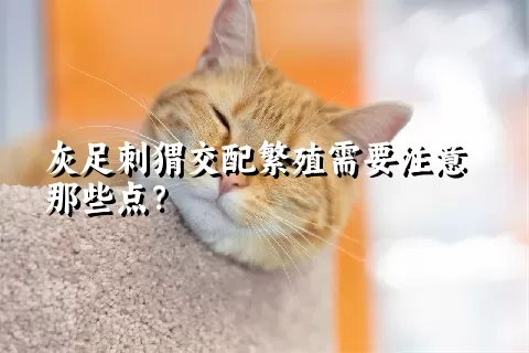 灰足刺猬交配繁殖需要注意那些点？