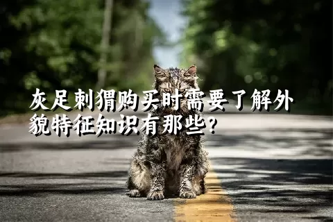 灰足刺猬购买时需要了解外貌特征知识有那些？  