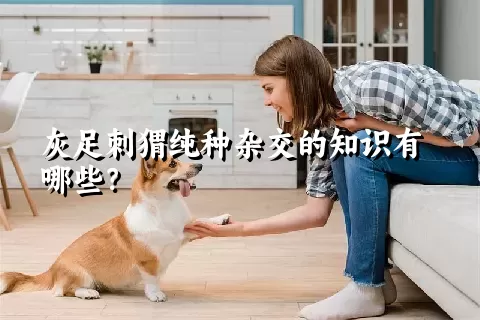 灰足刺猬纯种杂交的知识有哪些？ 