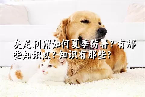 灰足刺猬如何夏季防暑？有那些知识点？知识有那些？