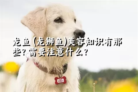 龙鱼 (龙狮鱼)美容知识有那些？需要注意什么？