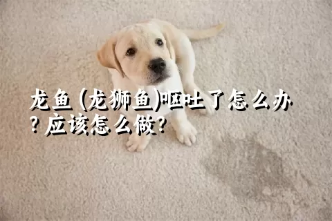 龙鱼 (龙狮鱼)呕吐了怎么办？应该怎么做？