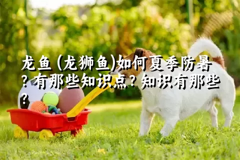 龙鱼 (龙狮鱼)如何夏季防暑？有那些知识点？知识有那些？