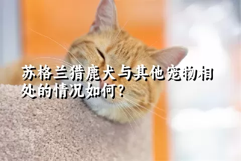 苏格兰猎鹿犬与其他宠物相处的情况如何？