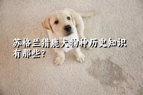 苏格兰猎鹿犬物种历史知识有那些？