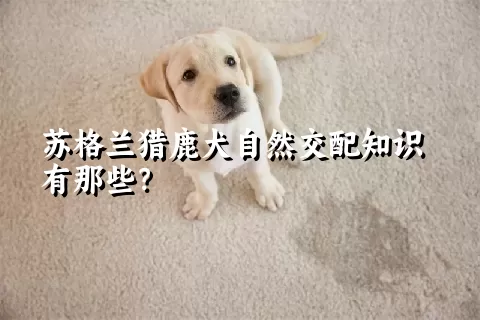 苏格兰猎鹿犬自然交配知识有那些？