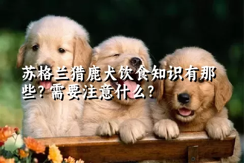 苏格兰猎鹿犬饮食知识有那些？需要注意什么？