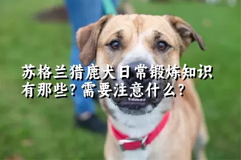 苏格兰猎鹿犬日常锻炼知识有那些？需要注意什么？