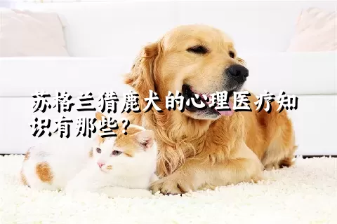 苏格兰猎鹿犬的心理医疗知识有那些？