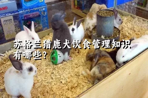 苏格兰猎鹿犬饮食管理知识有哪些？ 