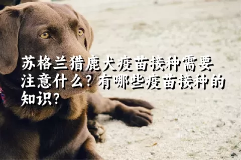 苏格兰猎鹿犬疫苗接种需要注意什么？有哪些疫苗接种的知识？