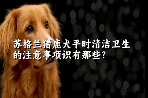 苏格兰猎鹿犬平时清洁卫生的注意事项识有那些？ 