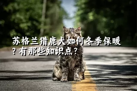 苏格兰猎鹿犬如何冬季保暖？有那些知识点？